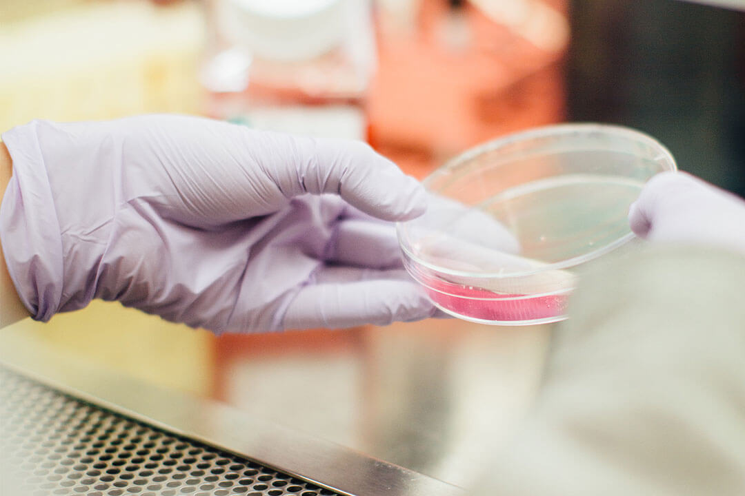 Gloved hands holding a petri dish